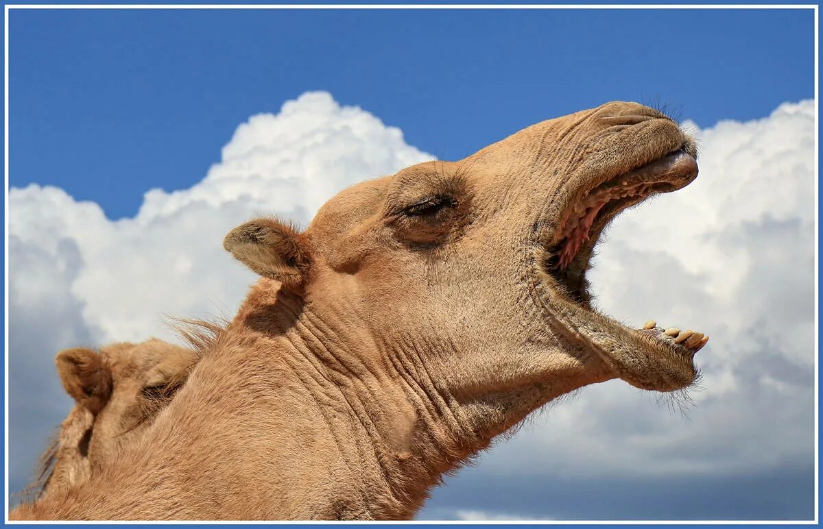 Верблюд тупорылый. Голова верблюда. Как кричит верблюд. Верблюд. Как кричит верблюд.