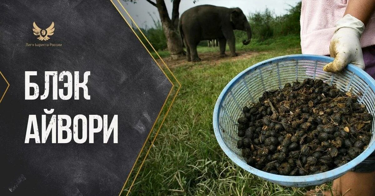 Black ivory. Таиландский кофе black ivory. самый дорогой кофе блэк айвори. блэк айвори сорт кофе. лювак слон.