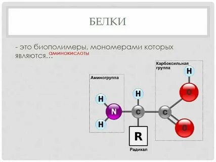 Белки относятся к нерегулярным биополимерам