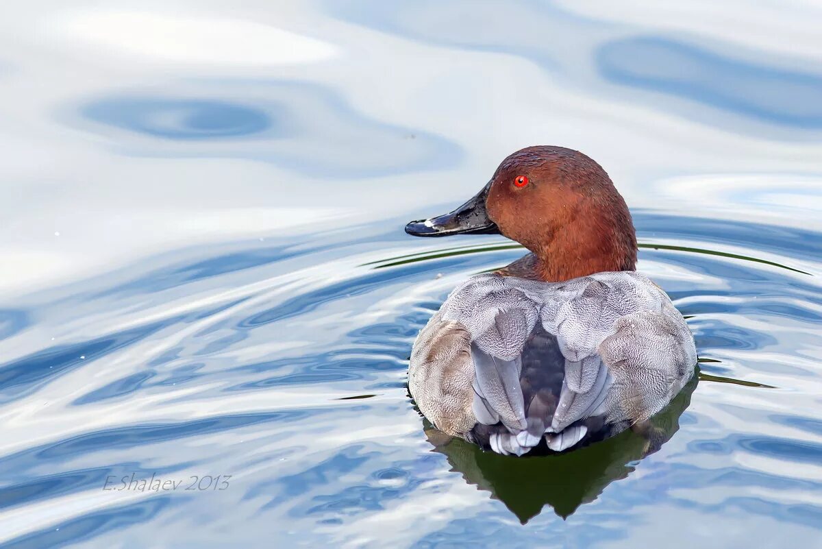 красноголовый нырок