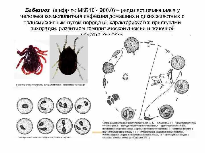 Бабезиоз крс. Пироплазмоз собак цикл развития. Бабезиоз собак цикл развития. Пироплазмоз КРС жизненный цикл. Пироплазмоз собак цикл.