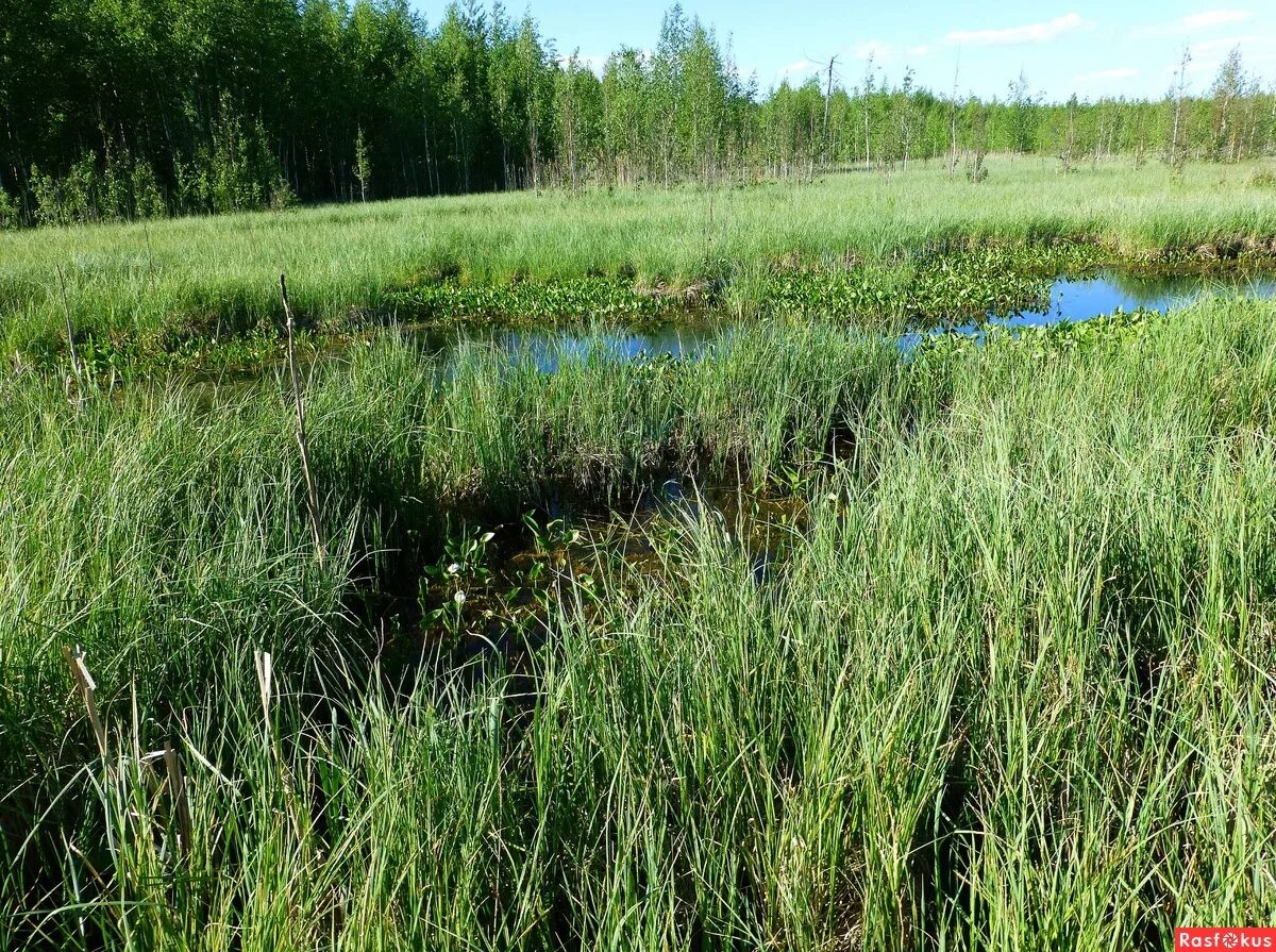 Самое большое болото новосибирской области. Моховое болото Самарская область. Моховое болото Сызранский район. Узилово болото Самарская область. Обское болото.