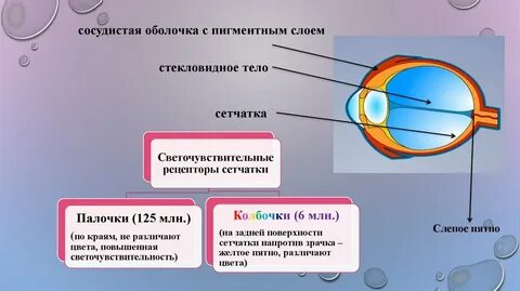 Зрительный анализатор презентация 8 класс биология колесов