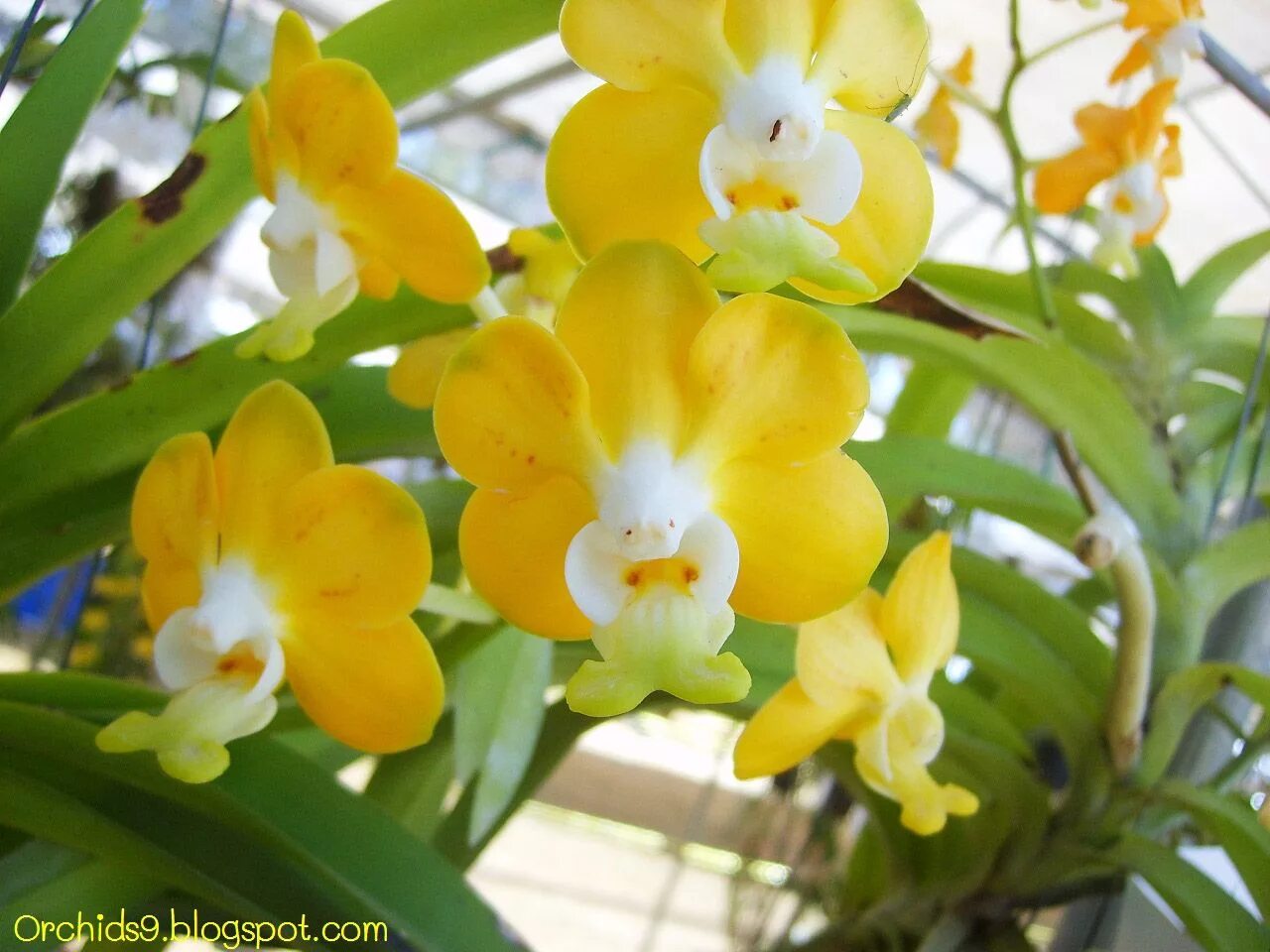 Орхидея банановая. Vanda denisoniana orange. фаленопсис банана. дендробиум palpebrae. бульбофиллум фаленопсис орхидея.