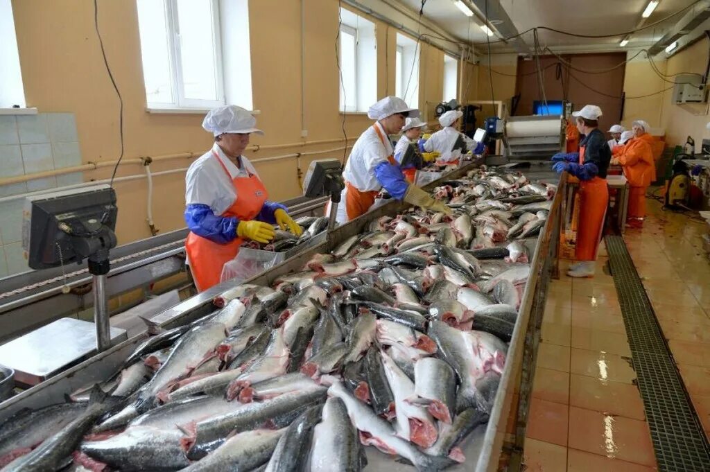 Рыбный завод на камчатке. Рыбный завод на камчатке. Тымлатский рыбокомбинат петропавловск камчатский. Петропавловск-камчатский рыбозавод октябрьский. Мурманский рыбоперерабатывающий завод.