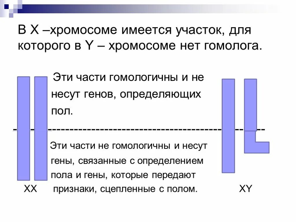 Нести ген. Хромосома. в х хромосоме есть участок для которого в у хромосоме нет гомолога. хромосомов нет. в хромосомах нет 55 ген.