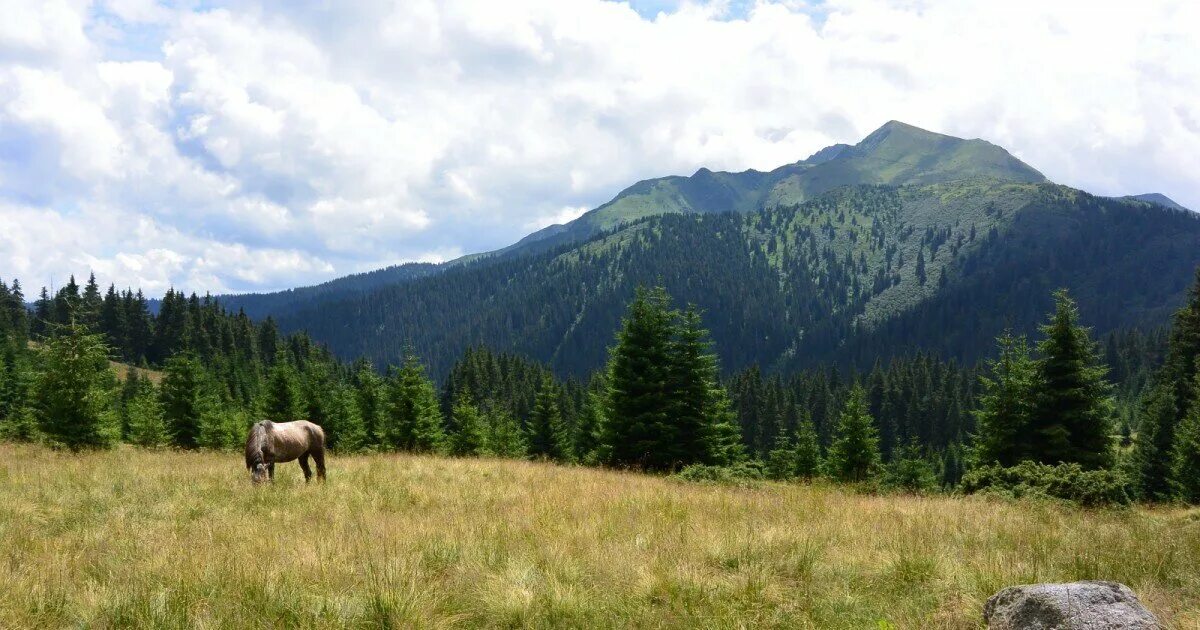 Животные Карпат. Охота в Карпатах. Карпатские степи фото. Карпаты фото природы с животными.