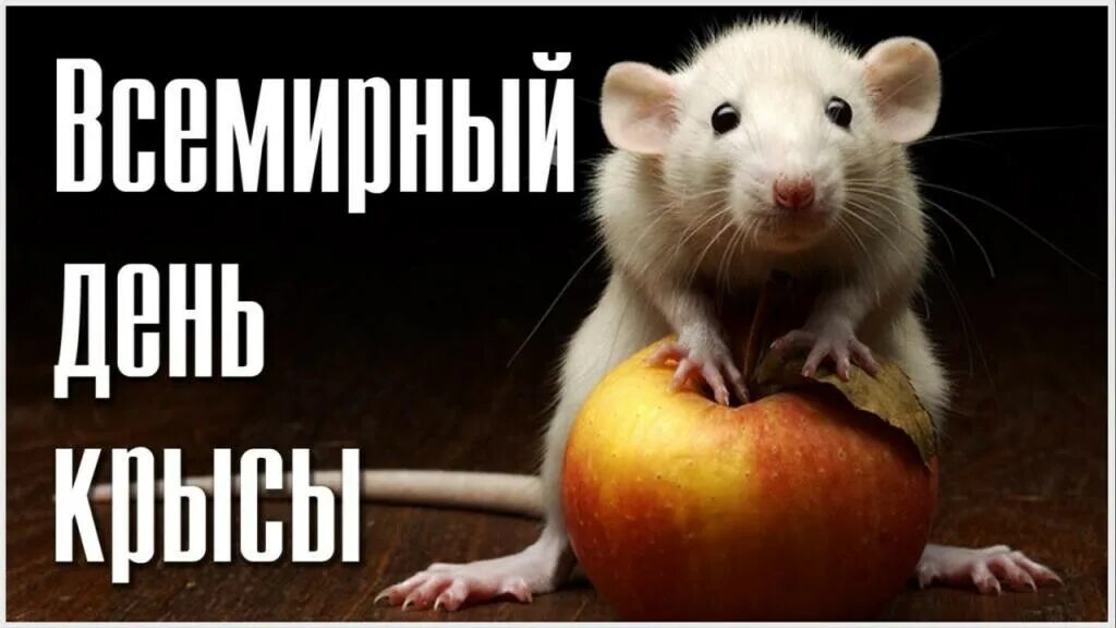 Картинки крысы с надписью. Всемирный день крысы (World rat Day). 4 Апреля – Всемирный день крысы (World rat Day). С днем рождения крыса. Открытки с днем рождения с крысами.