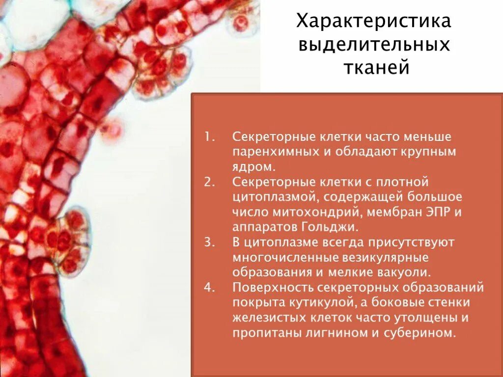 Секреторные б клетки. Строение выделительной ткани 5 класс биология. Выделительные (секреторные) ткани. Выделительная ткань. Клетки выделительной ткани.