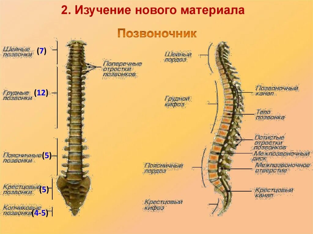 Скелет туловища позвоночник. Осевой скелет позвонок. Строение скелета позвоночника человека. Скелет позвоночника человека 8 класс.