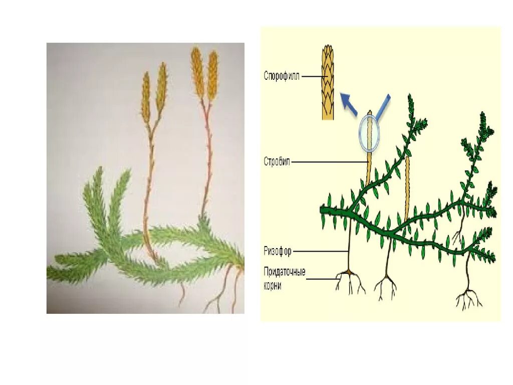 Плаун булавовидный строение. Жизненный цикл плауна булавовидного. Спорофит плауна. Ризофор плауна. Плаун булавовидный схема