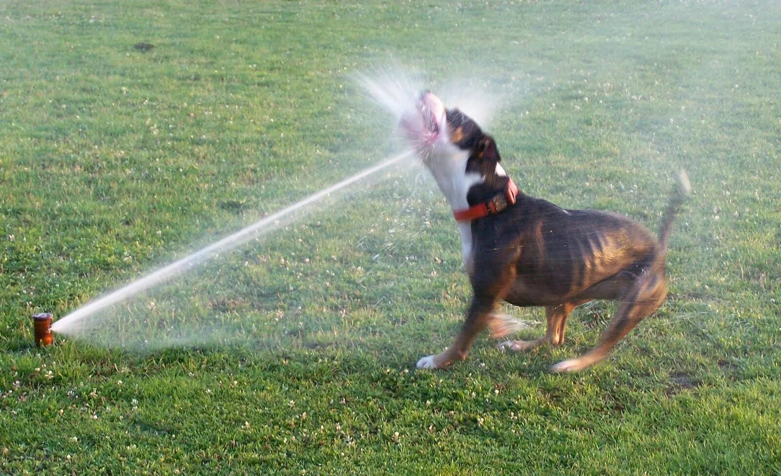 Поливая собака. Фонтан для собак. Собака в жару. Поливая собака. Животные помощники.