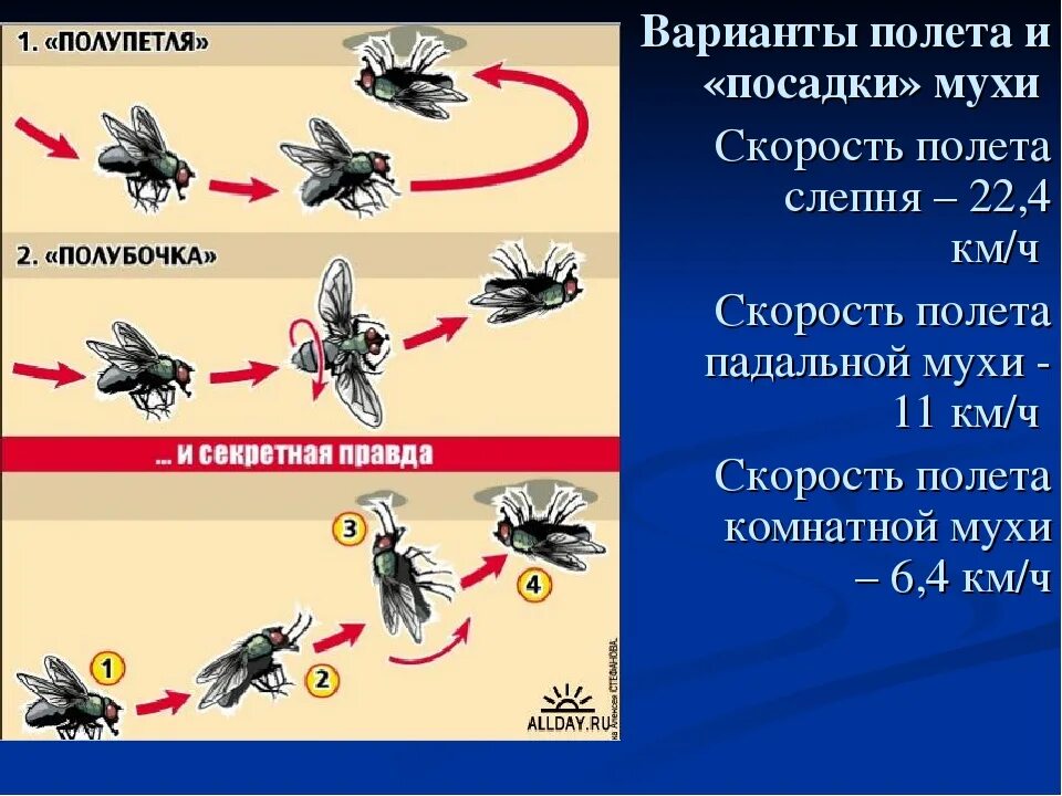 Скорость мухи составляет. Максимальная скорость полёта мухи. С какой скоростью летает Муха. Скорость полета комнатной мухи. Какова скорость мухи.