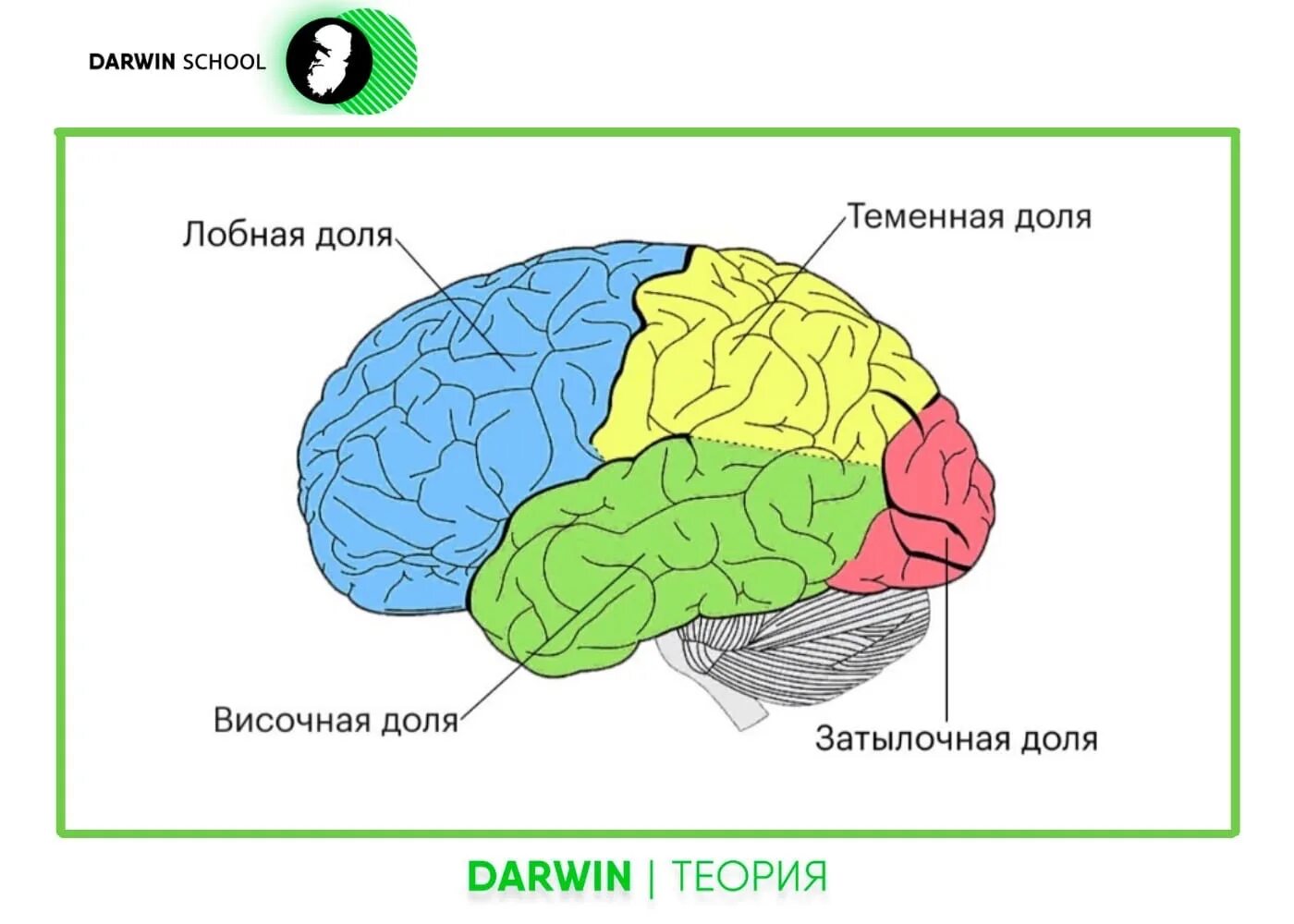 Доли мозга. Назовите доли головного мозга. Доли переднего мозга.