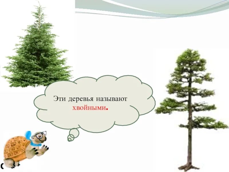 Только хвойные деревья называются зона. Что такое хвоинки окружающий мир. Что такое хвоинки слайд в презентацию. 11.Что такое хвоинки презентация. Потребитель сосны.