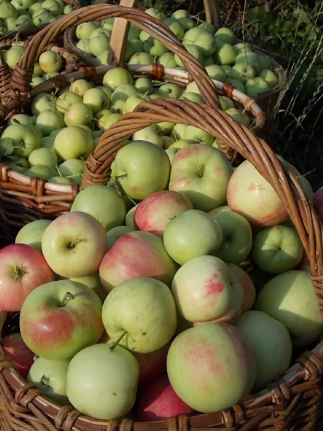 Яблоки разложили по 3 кг. Яблоня Джонаголд. Сорт яблок Джонаголд. Сорт яблок радость дачника. Разложение яблока.