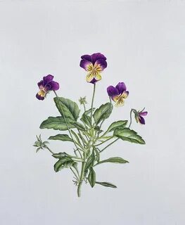 Плод фиалки трехцветной