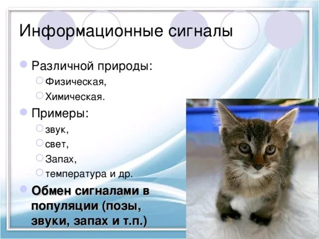 Примеры информационных сигналов. Примеры информационных сигналов в живой природе. химические сигналы животных примеры. звуковые сигналы животных. информационные сигналы примеры.