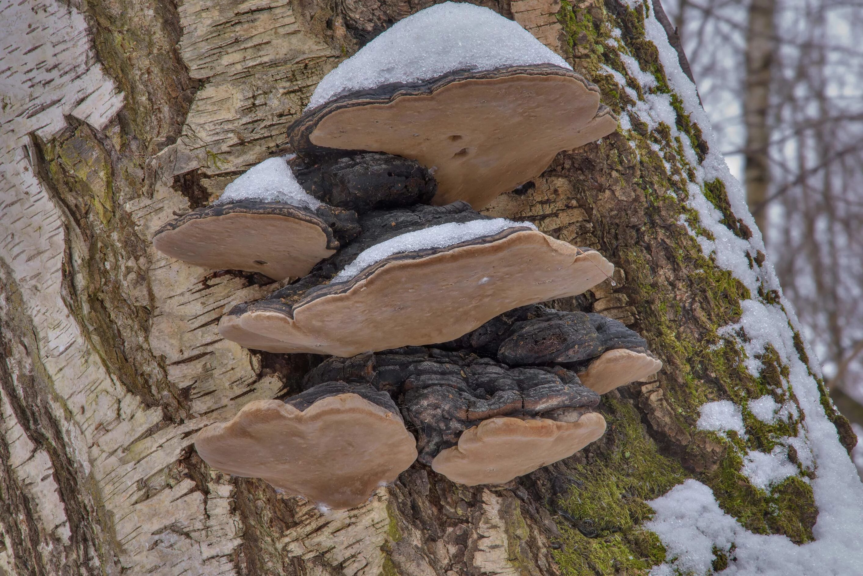 Примеры трутовиков. Ложный трутовик Phellinus igniarius. Трутовик берёзовый. Ложный дубовый трутовик. Гриб трутовик на Березе.