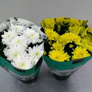Как ухаживать за хризантемами