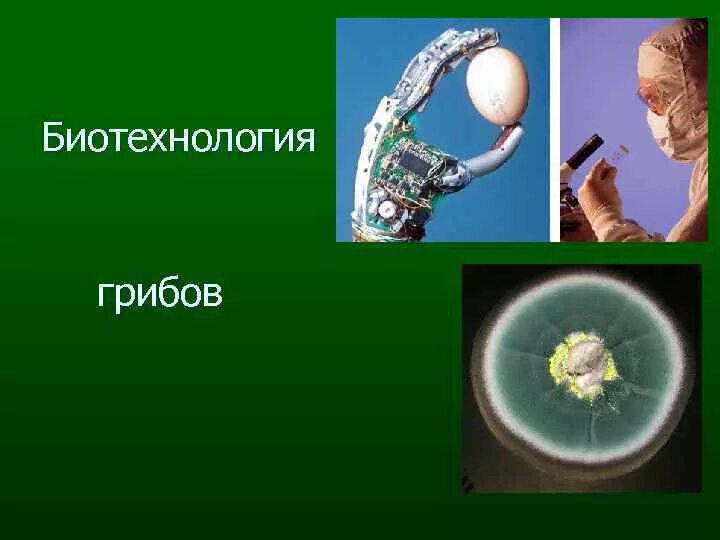 Грибы в биотехнологии. Грибы как объекты биотехнологии. Объекты биотехнологии. Грибы в биотехнологии презентация.