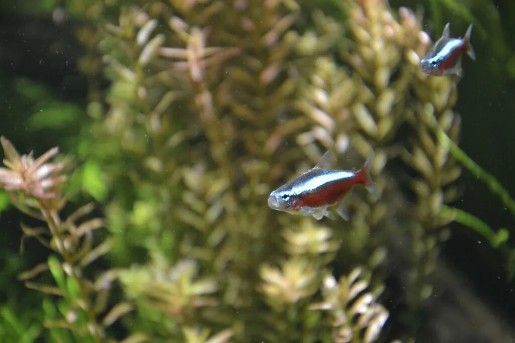 неоны рыбки размножение. нерест неонов. гуппи глофиш. неончики аквариумные рыбки. неон рыбка аквариумная размножение.