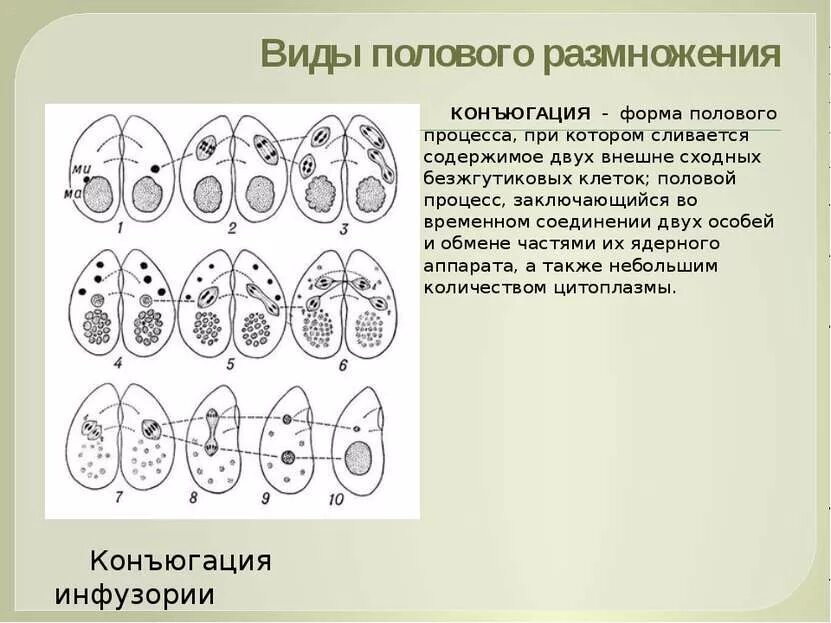 Тест формы размножения. Конъюгация Тип полового размножения. Конъюгация размножение. Половой процесс и размножение. Виды полового процесса конъюгация.