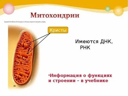 Выросты внутренней мембраны