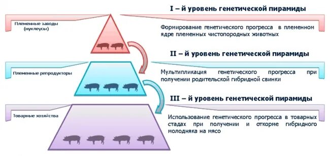 Племенной почему нн. Гибридизация в свиноводстве. племенная работа в свиноводстве. схема племенной работы. схема трехпородного скрещивания свиней.
