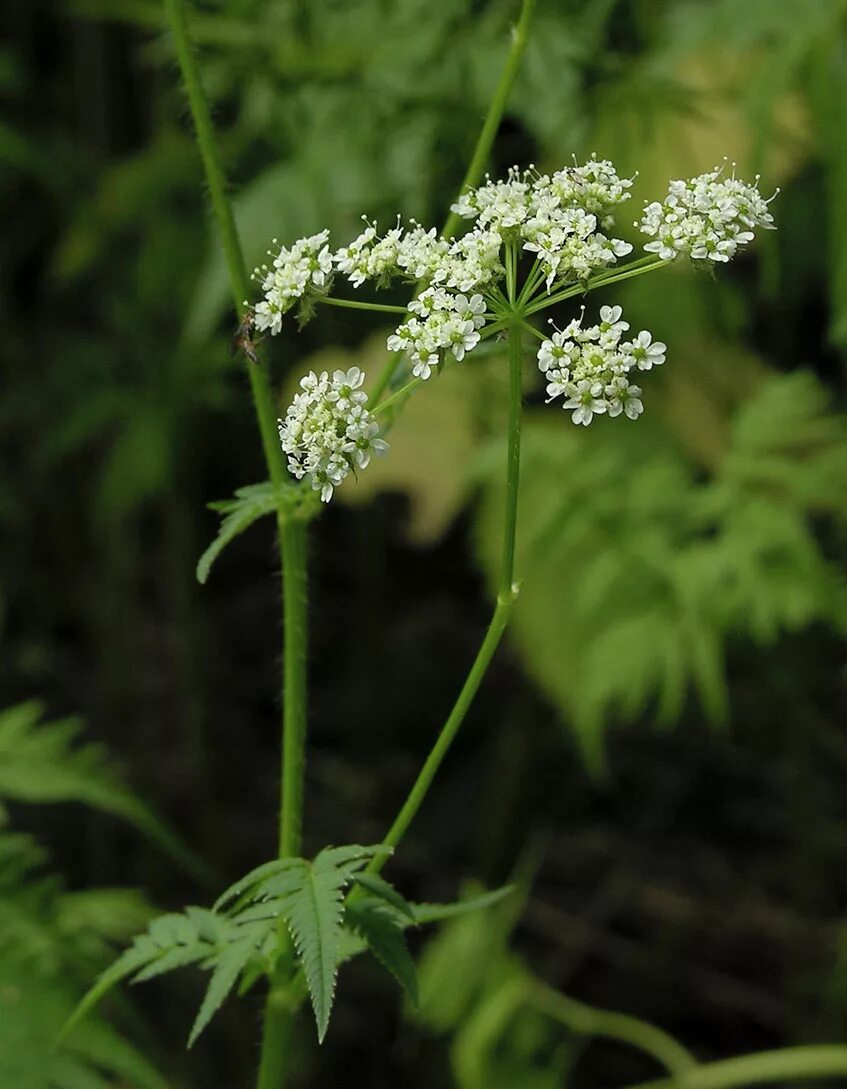 Зонтичные бутень. Зонтичные бутень. Бутень клубневой. Бутень что это. Бутень морковник.