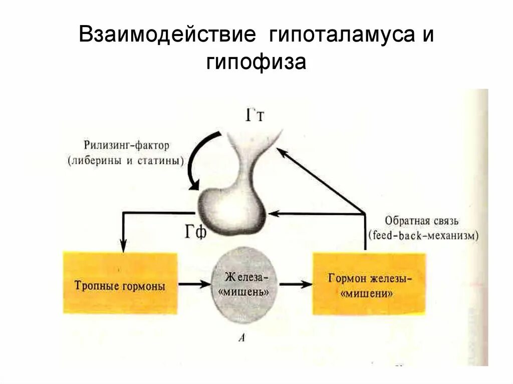 Гипоталамус и гипофиз схема. Схема взаимодействия гипоталамуса и гипофиза. Функциональная ось: гипоталамус-гипофиз-мужские половые железы. Взаимосвязь гипоталамуса и гипофиза.