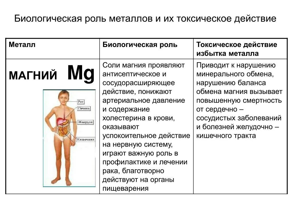 Может ли прием магния. Роль магния в организме. Роль магния в организме человека. Избыток и недостаток магния в организме. Избыток магния в организме человека.