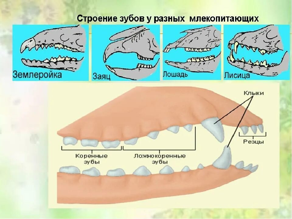 Признаки млекопитающих зубы. Строение зубов млекопитающих биология 7 класс. строение зубной системы млекопитающих. виды зубов у млекопитающих. строение зуба млекопитающих.