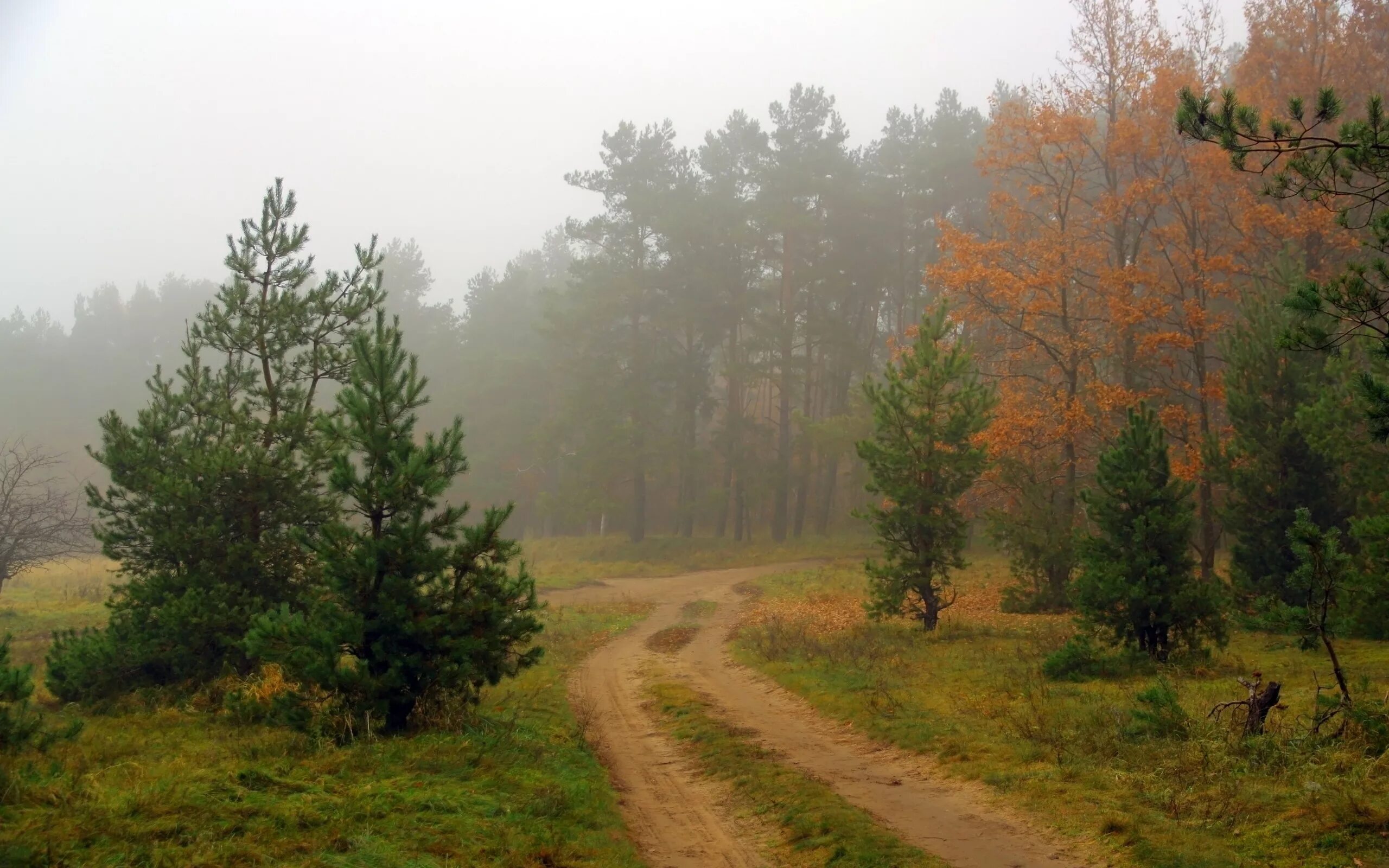 Обои плохого качества. Тума Рязань лес. Русская природа. Опушка леса. Пейзаж лес.