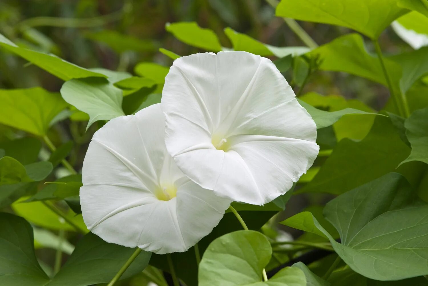Moonflower перевод. Луноцвет датура. Ипомея белая луноцвет. Ипомея луноцвет. Белые граммофоны цветы.