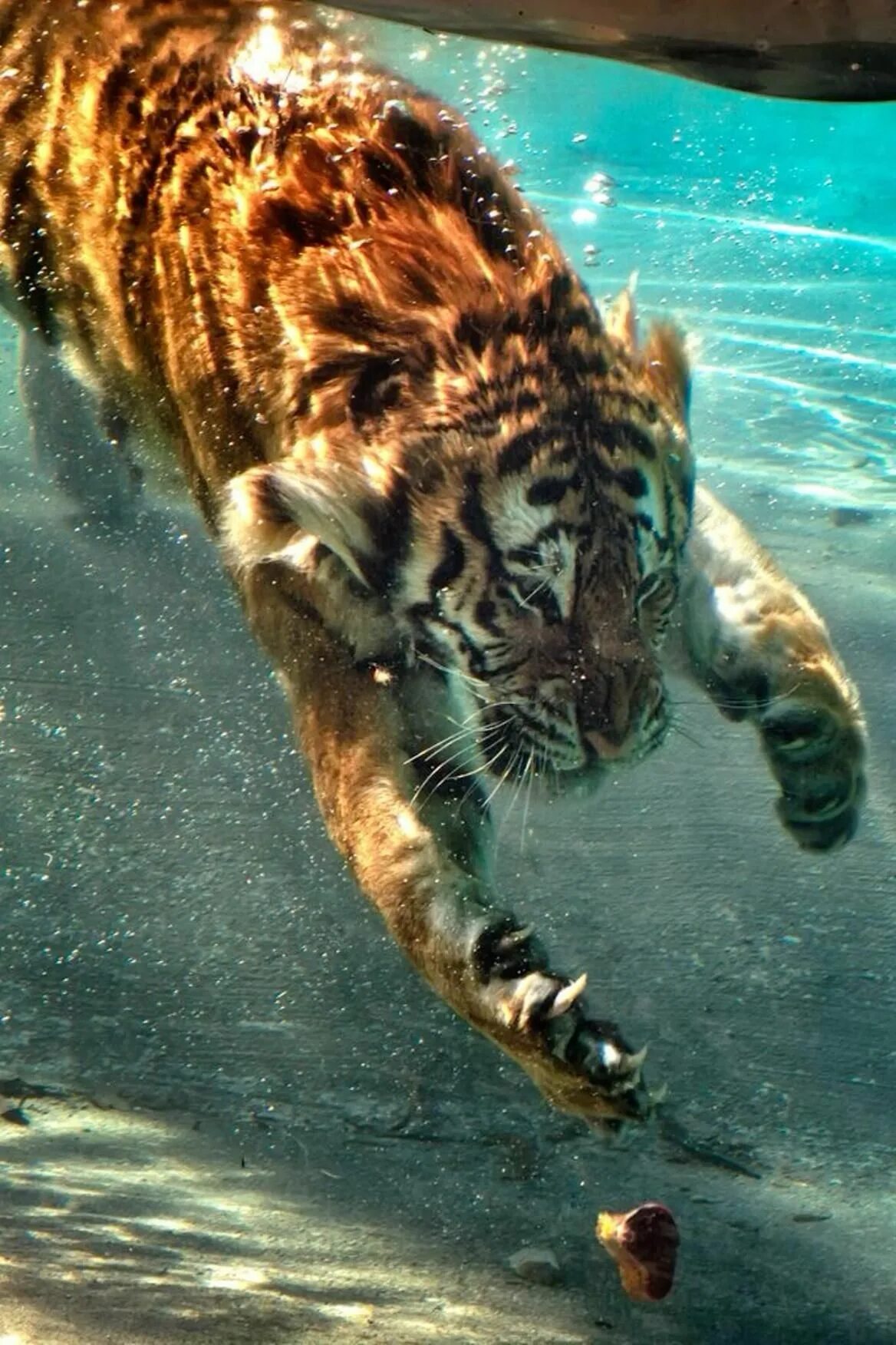 Tiger под. Водные животные. Водный тигр гайана. Плавающие животные. Животные в воде.