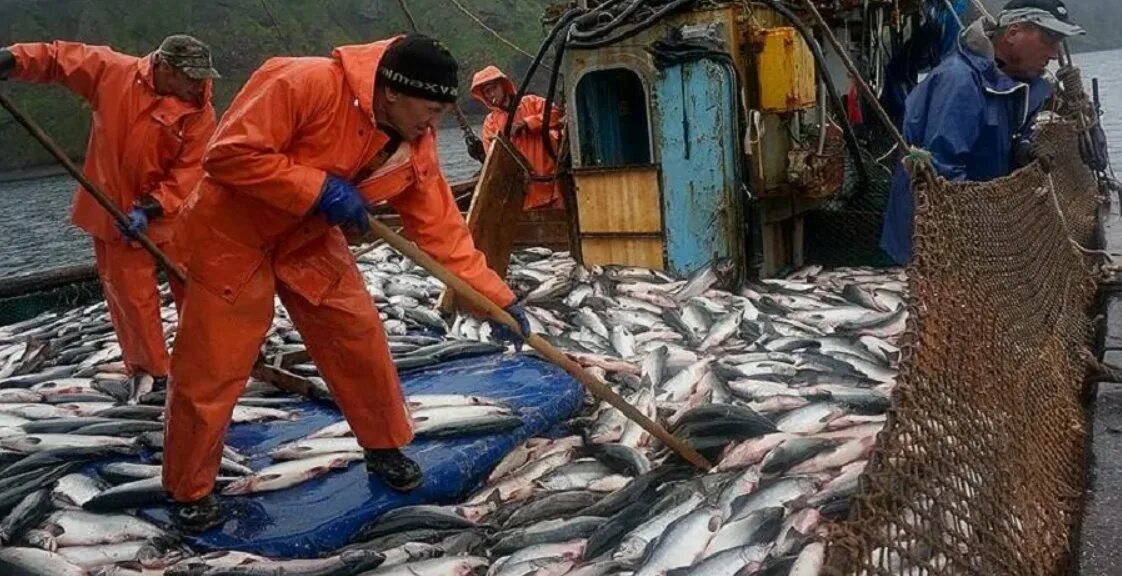 Рыбопромышленный комплекс дальнего Востока. Рыбная промышленность дальнего Востока. Охотское море рыбозавод. Рыбный промысел на Дальнем востоке. Вести промысел