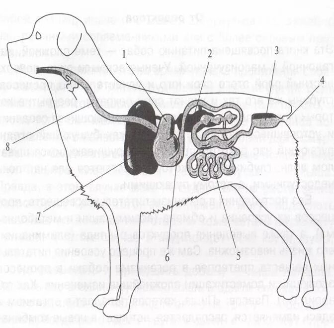 Строение пищеварительной системы животного. Внутреннее строение собаки пищеварительная система. Строение пищеварительной системы собаки схема. Пищеварительная система млекопитающих собака.