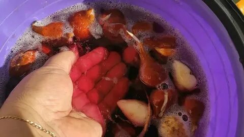 Луковицы тюльпанов в марганцовке