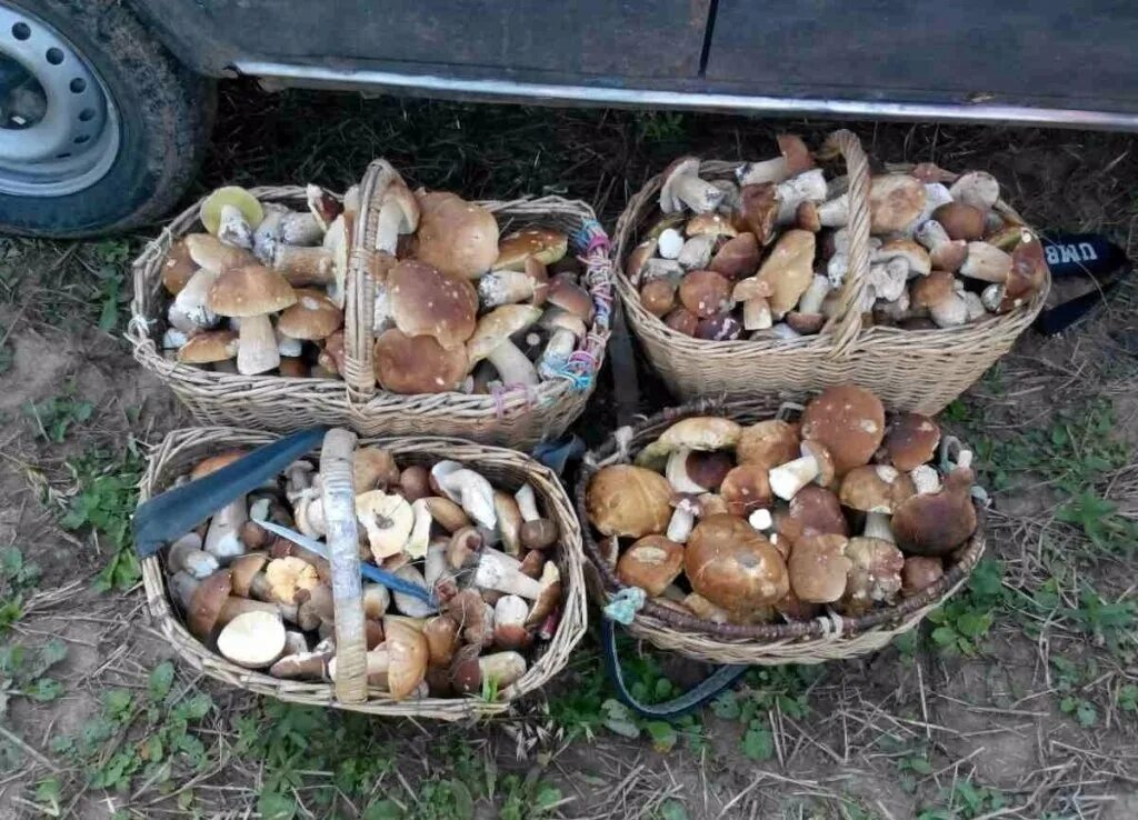 Вот это я понимаю - ГРИБАЛКА!