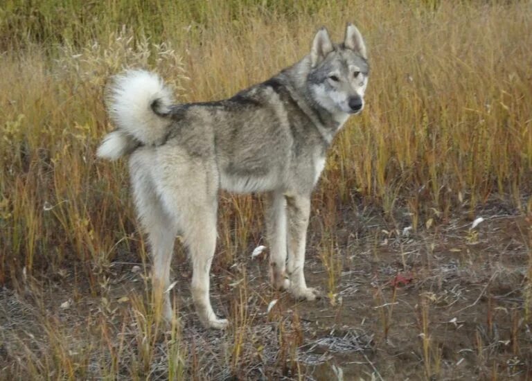 Зсл лайка. Восточносибирска чайка. Западно сибирская сибирская лайка. Собака западносибирская лайка. Восточносибирская лайка лайки.