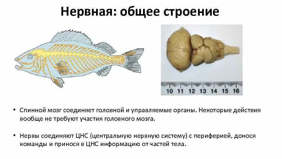 Какой мозг у рыб. Головной мозг Надкласс рыбы. Нервная система рыб головной мозг.