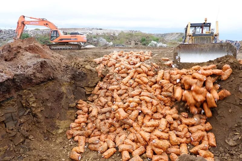 Уничтожение картофеля