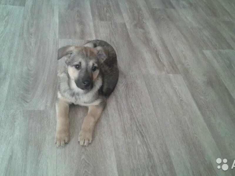 авито барнаул животные собаки. продажа собаки на авито прикол. маленькие собаки в барнауле. собаки маленькие бесплатно в добрые руки ярославль. отдам щенка в добрые руки бесплатно 28 июля коричневый чёрный.