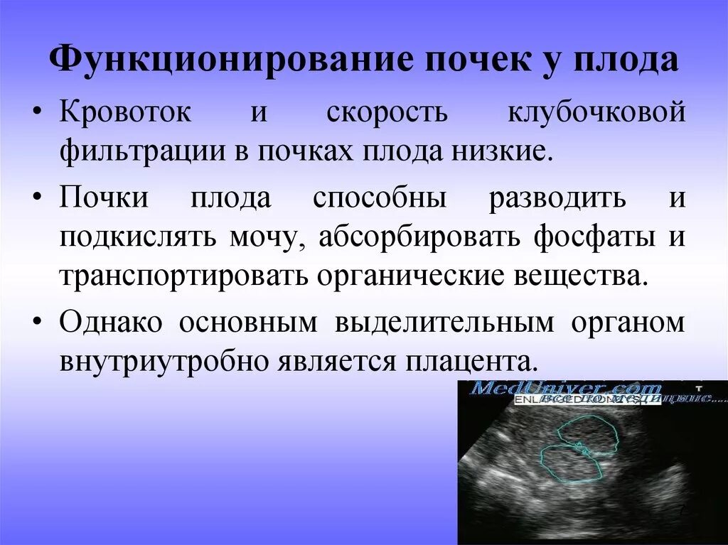 Функционирующая почка
