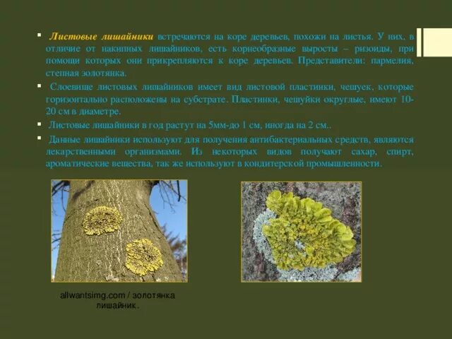 Сообщение о лишайнике
