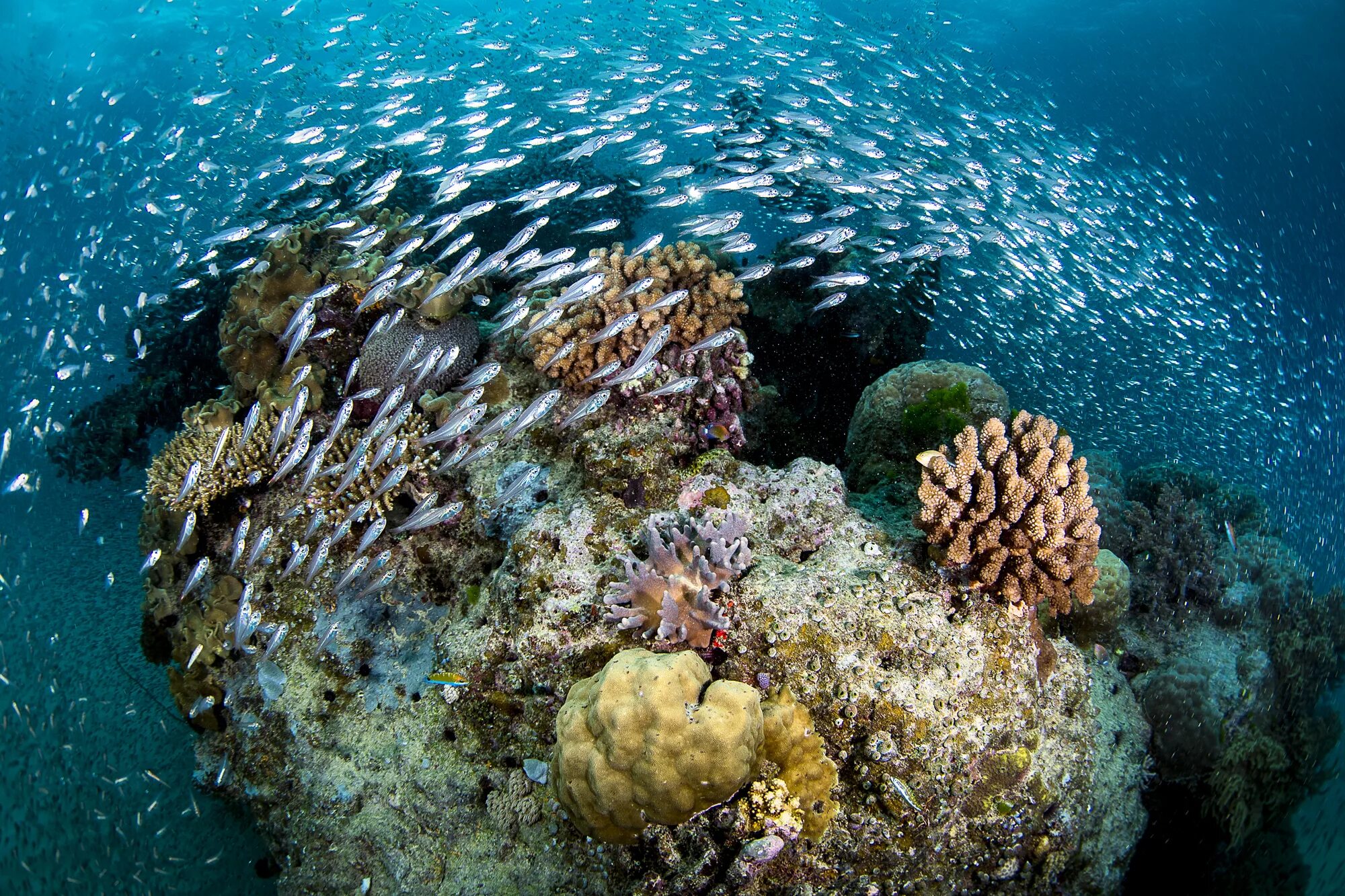 Коралловый риф протянувшийся вдоль восточной окраины материка. Австралия great Barrier Reef. Морской национальный парк большой Барьерный риф. Большой Барьерный риф (ББР), Австралия. Морской парк на рифах Туббатаха.