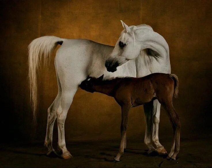 Brother horse. Brother horse. Оливье филиппаертс. Лошади обнимаются. Brother horse.