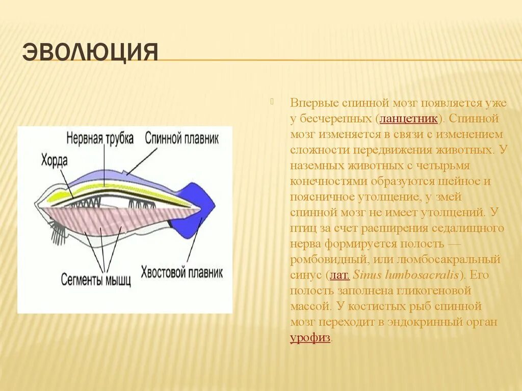 Появление головного мозга у рыб. Спинной мозг впервые появился у. У каких животных впервые появился головной мозг. У кого впервые появился головной и спинной мозг. Эволюция нервной системы Бесчерепные.