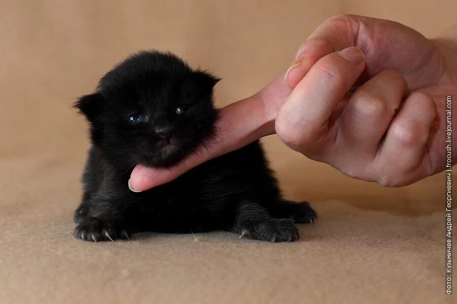 недельные котята. полосатый котенок. маленький котенок 1 месяц. котята мейн кун 1 неделя. маленький котенок 1 месяц.